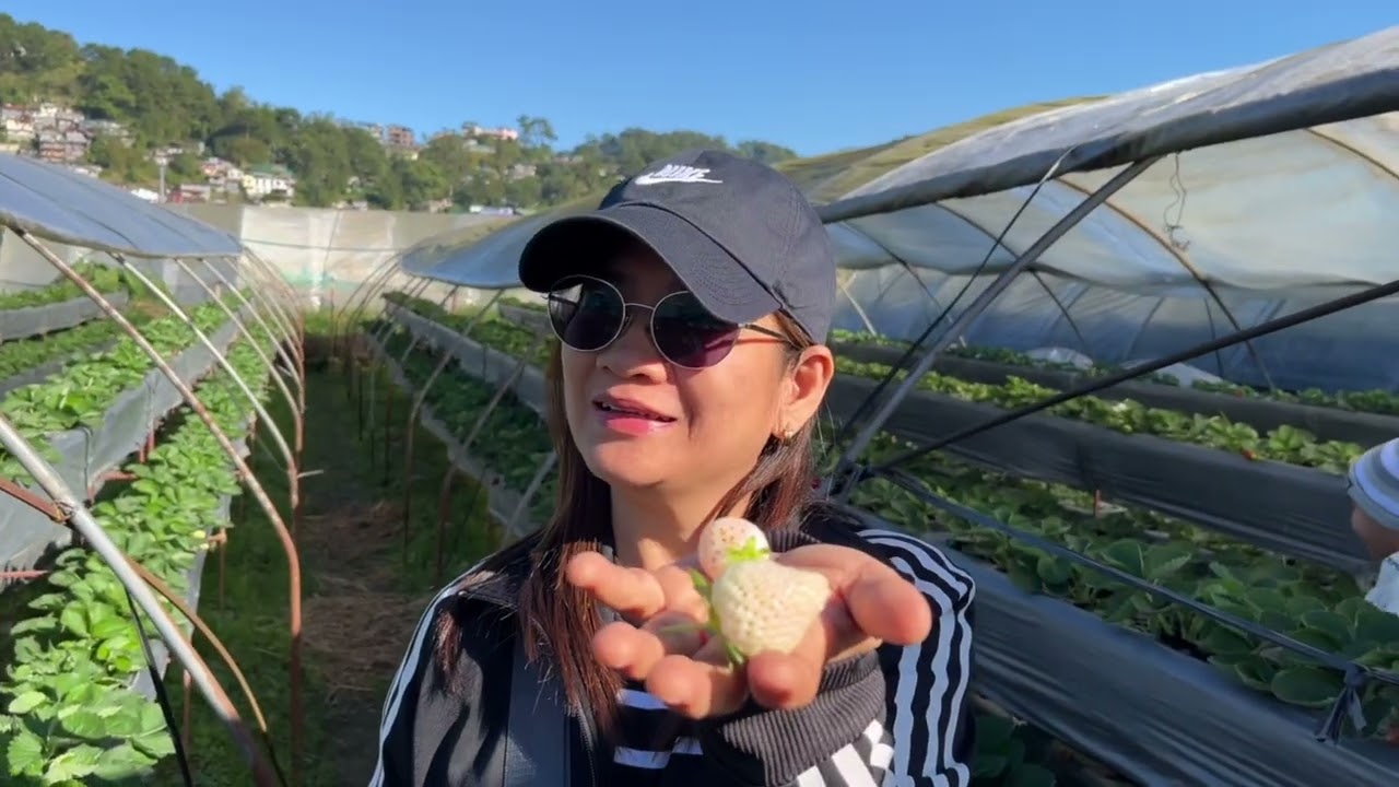 STRAWBERRY FARM SA BAGUIO NAGHARVEST NG MALALAKING STRAWBERRY #vlog #prettygemgutz 