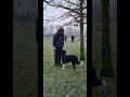 Adolescent dog training positive training no need for balanced nonsense