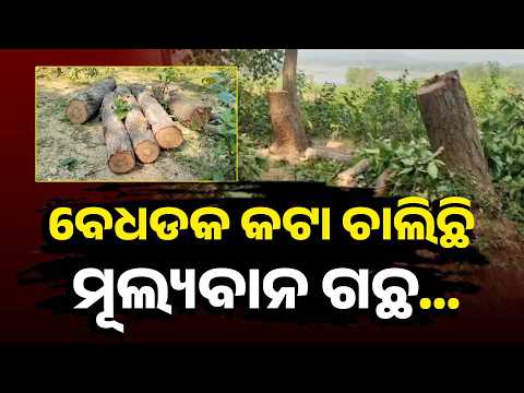 ଜଙ୍ଗଲରେ କାଠ ମାଫିଆଙ୍କ ରାଜ୍! ରାତି ଅଧରେ ଚାଲିଛି ଗଛ କଟା #knewsodisha