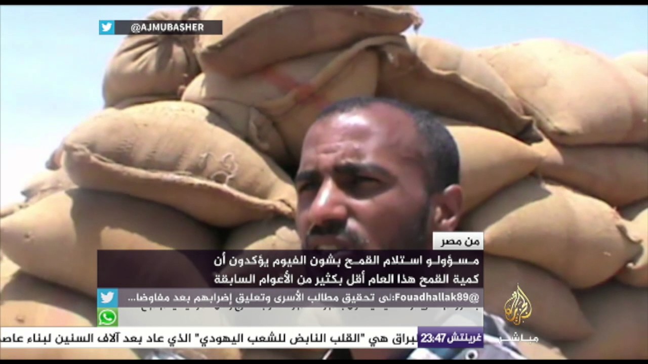 مسؤولو استلام القمح بشون الفيوم بمصر يؤكدون أن كمية القمح هذا العام قليلة