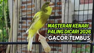 Pancingan Kenari Jitu Cepat Respon! Bunyi Suara Kenari Gacor Jernih & Stabil Ngeroll Panjang