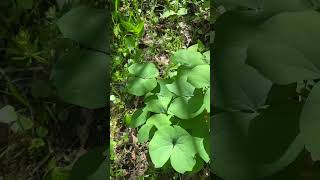 Twinleaf, Jeffersonia diphylla, was named in honor of Thomas Jefferson and was used as medicine