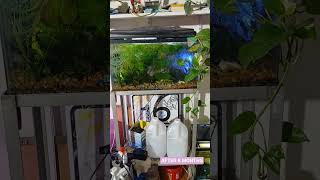 fishtank after 8 months #fishtank #goldfish #happy #love #live #viral #shorts #song #video #music #u