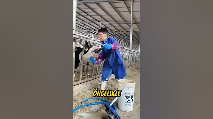 Bu inek ölmek üzere...