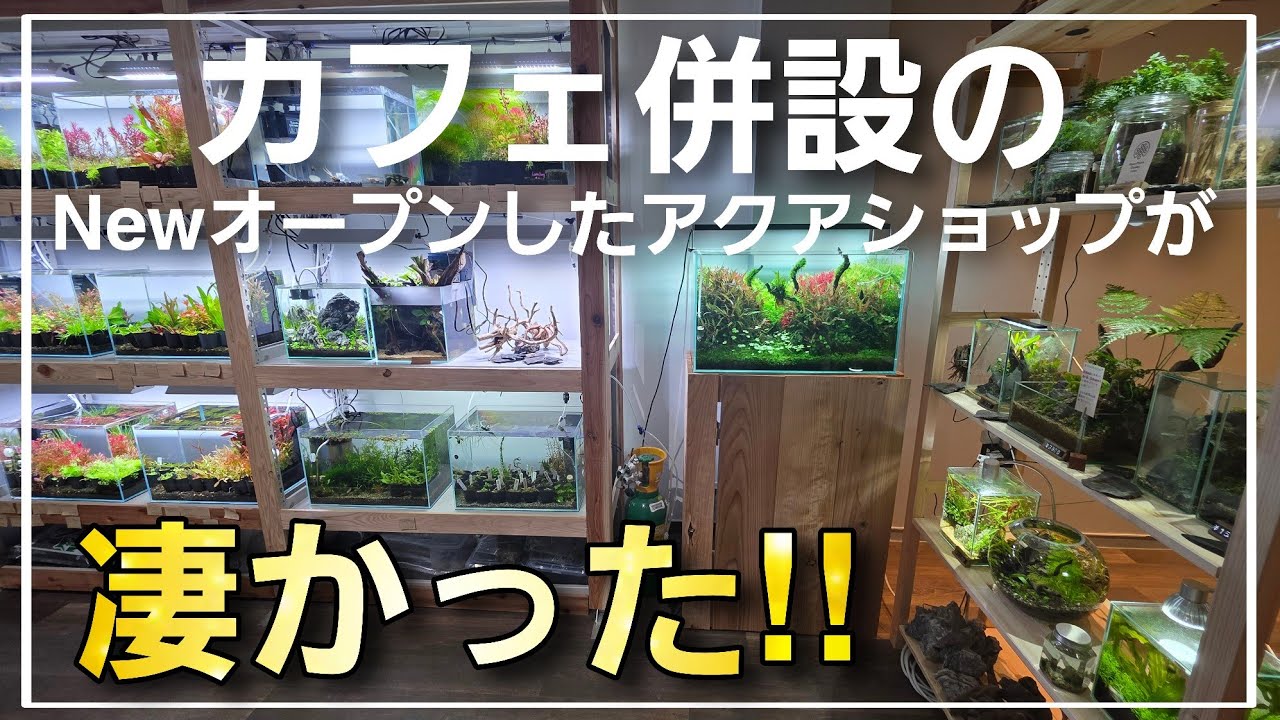 カフェ併設のNewオープンのアクアショップが凄かった‼　アクアプランツガーデンロータスさん　aquarium　アクアリウム　熱帯植物　熱帯魚　水草　流木　メダカ