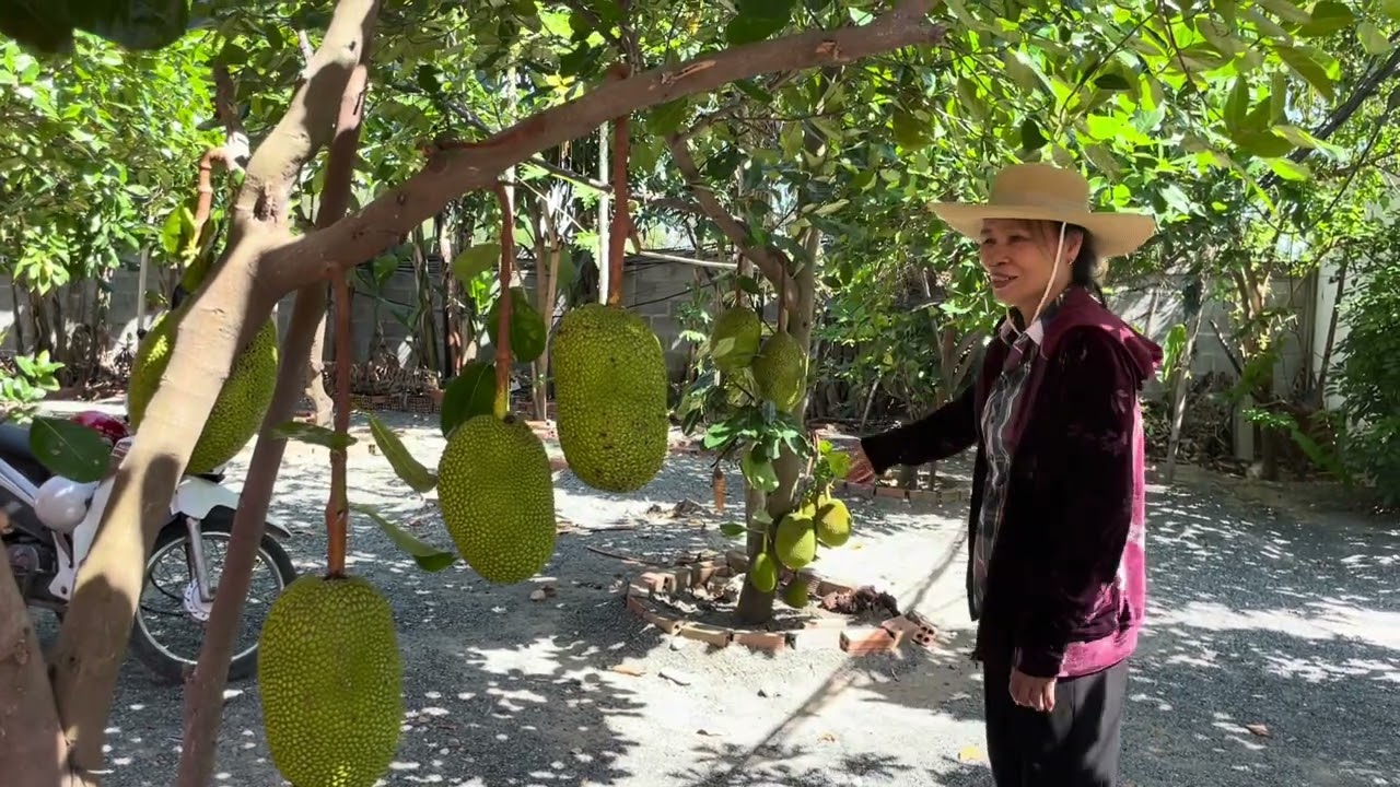 Chùa Linh Quang Đồng Rọ Tết 2026