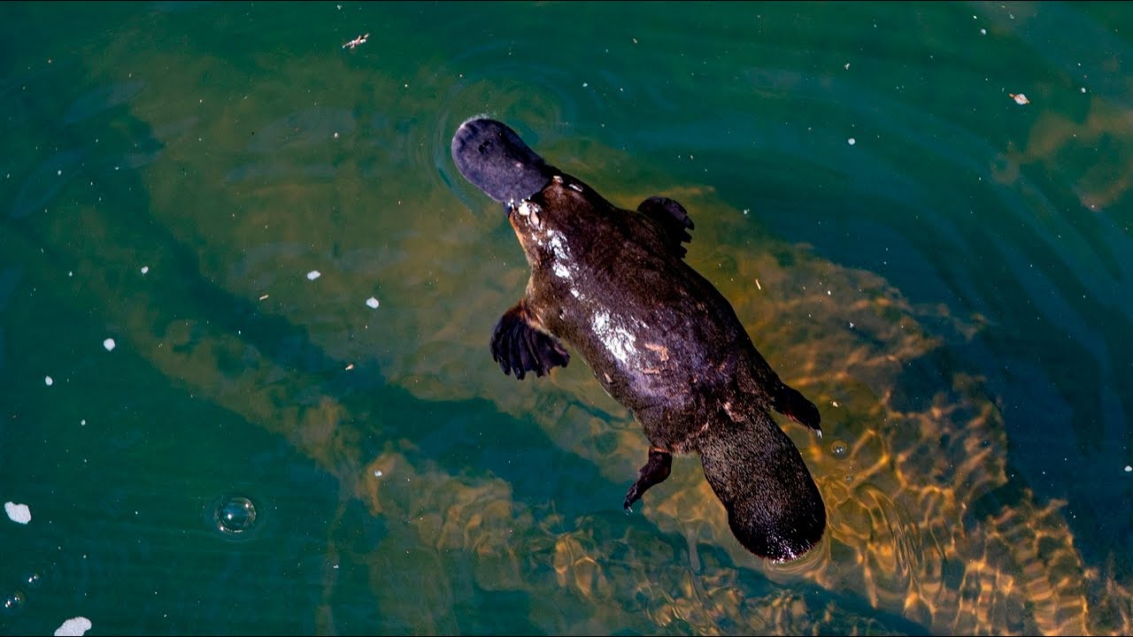 Platypus numbers 'declining' rapidly