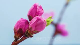 Time lapse video of a peach flower blossoming