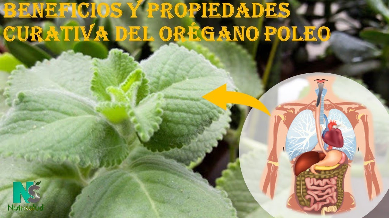 Beneficios y Propiedades curativa del orégano poleo YouTube