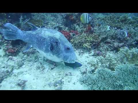 Diving Raja Ampat Blue Magic & Mioskun 😇