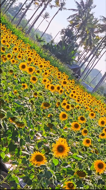 st. Xavier's college trivandrum 🌻🌻|#like #share #comment #subscribe #sunflower #sunflowers