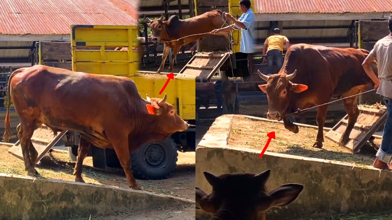 NGERI ! SAPI JUMBO NGAMUK SAAT DITURUNKAN DARI TRUK - SUARA SAPI DI PASAR HEWAN
