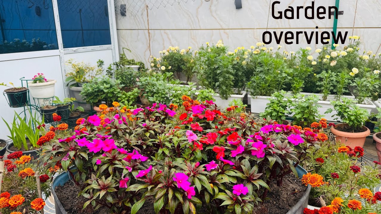December month garden overview 😍 lot’s of flowers 🌹 ||terrace garden overview 