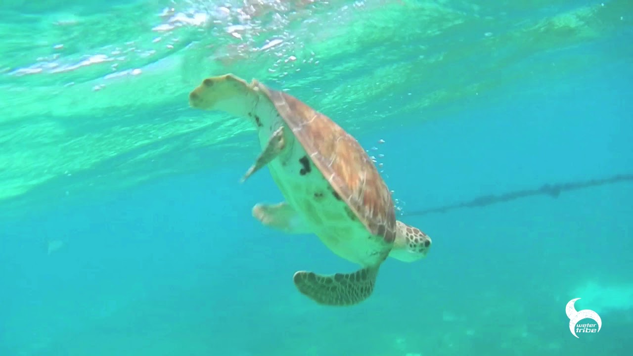 WATER TRIBE ADVENTURES - Absolut Seychelles