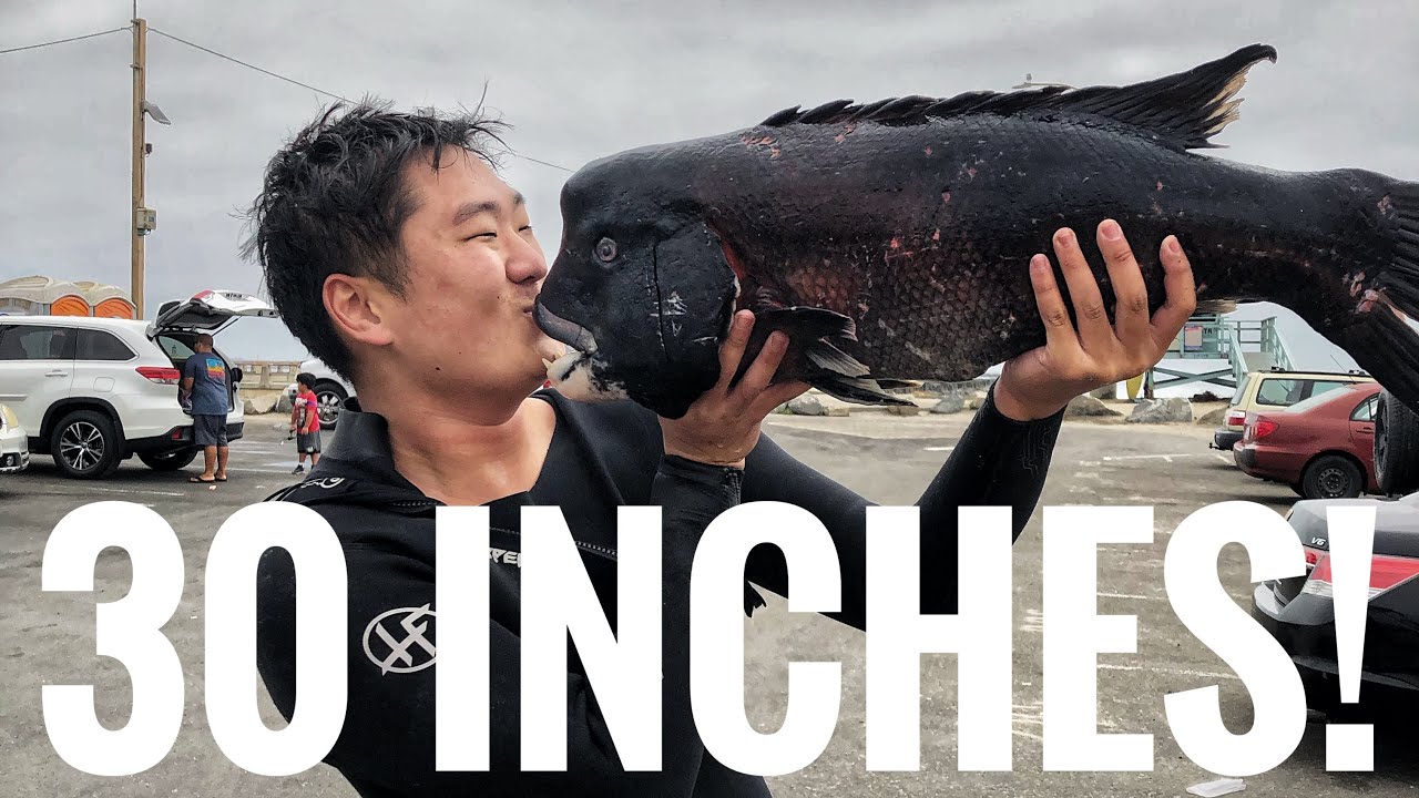 Spearfishing Southern California | 15LB CALIFORNIA SHEEPHEAD