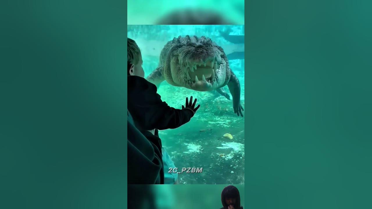 wait for 👽 #animals #dinosaur #prehistoric #memes #crocodile #anime #phonk #music #bass #edit