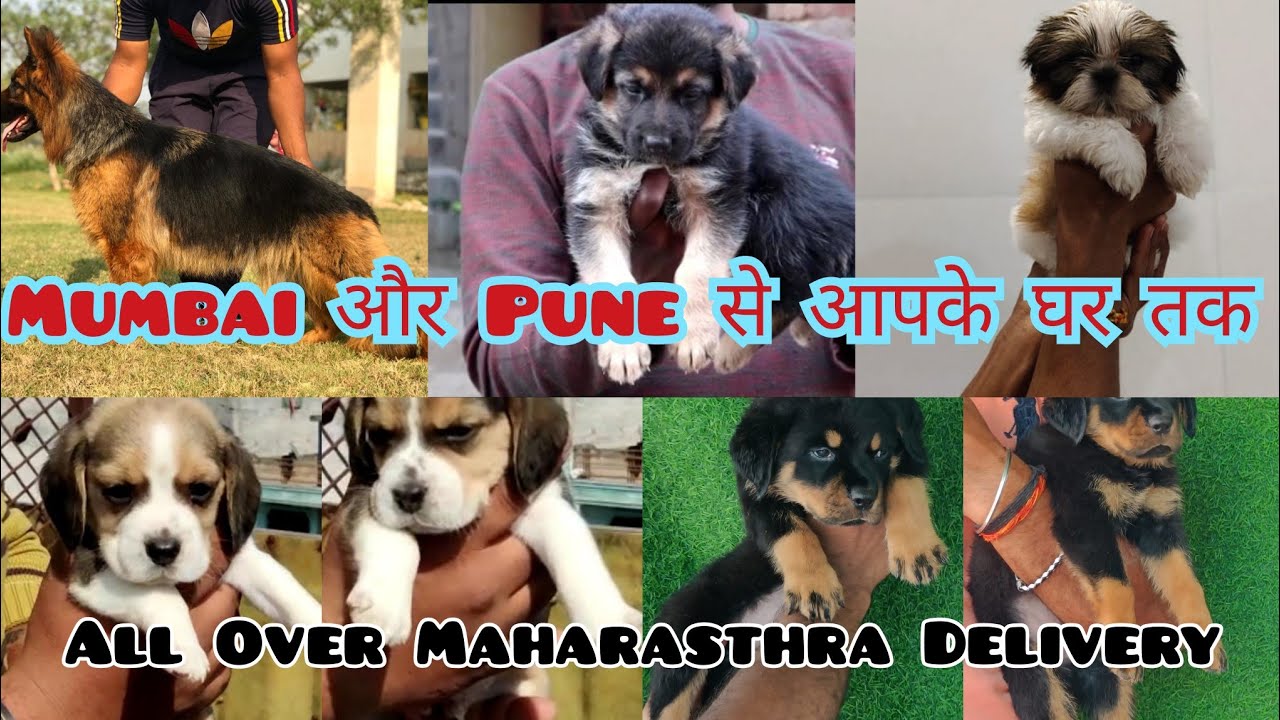 Dogs adoption in Mumbai and Pune। All Over Maharasthra Delivery