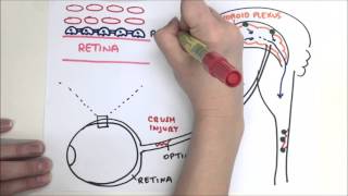 Video Synopsis Benhar, Schwartz Colleagues The Embo Journal
