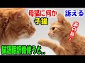 母猫に何やら一生懸命訴えている子猫。猫後翻訳機使ってみたら意外なことを言っていた!?【猫の不思議な話】【朗読】