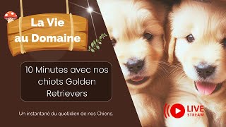 Caméra Cachée: 10 minutes avec nos chiots Golden Retriever!