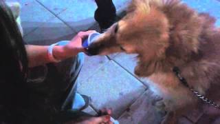 Paşam Dondurma Yiyor