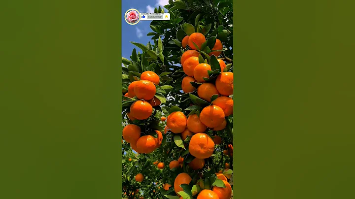 Oranges fruits | beautiful nature status! #shorts - DayDayNews