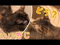 新しい猫砂で早速用を足し怒涛のホリホリをするつむと、変わらずマイペースなはっちゃん