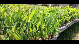How to Grow Hydroponic Maize Fodder in Africa