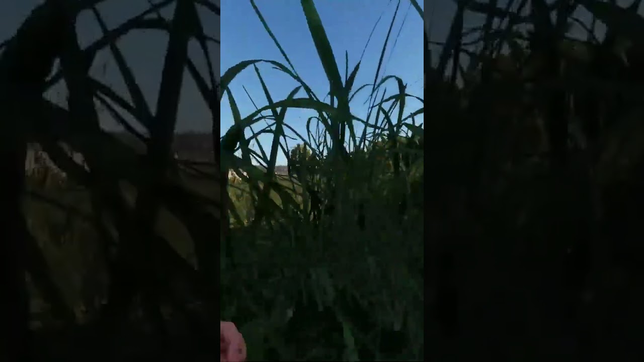 Perfect landing #armareforger #clips #shorts #clips #funny