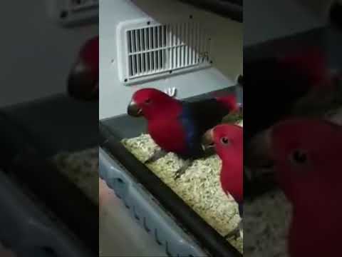 ECLECTUS, UN LORO ESPECTACULAR