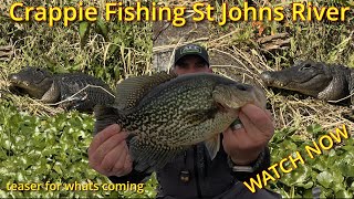 🐊🌍 Speck Crappie Fishing the St. Johns River | Florida's Best Fishing Spot 🌍🐊