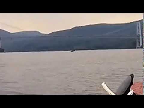 Video: 'Monster' Fish Caught On Camera Bursting Out Of Hudson River