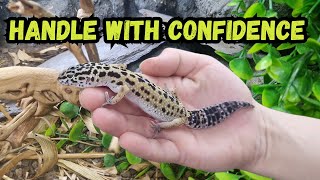 How to Safely Handle Your Leopard Gecko | 2 Easy Methods + Common Mistakes to Avoid