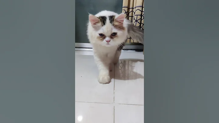 Wait a minute #memes #tfunny #usethisaudio #trending #shorts