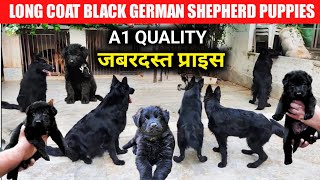 Z Black German shepherd puppies for sale | black gsd in low price | long coat black gsd
