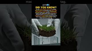 FIFA Sold Pieces of the 2026 World Cup Final Pitch #facts #history