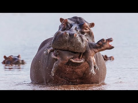 فيديو: الحيوانات في حياة الأم