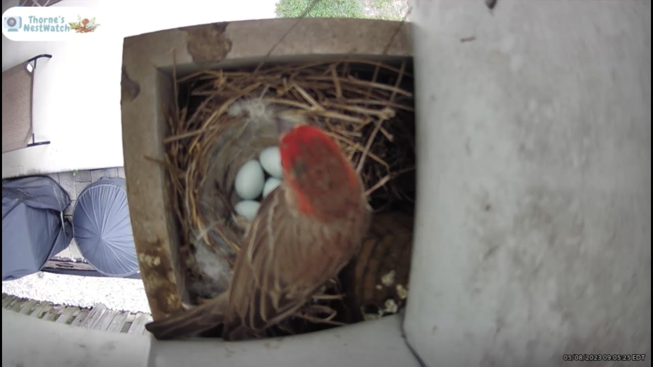 Incubation Day 10 Highlights / House Finches YouTube