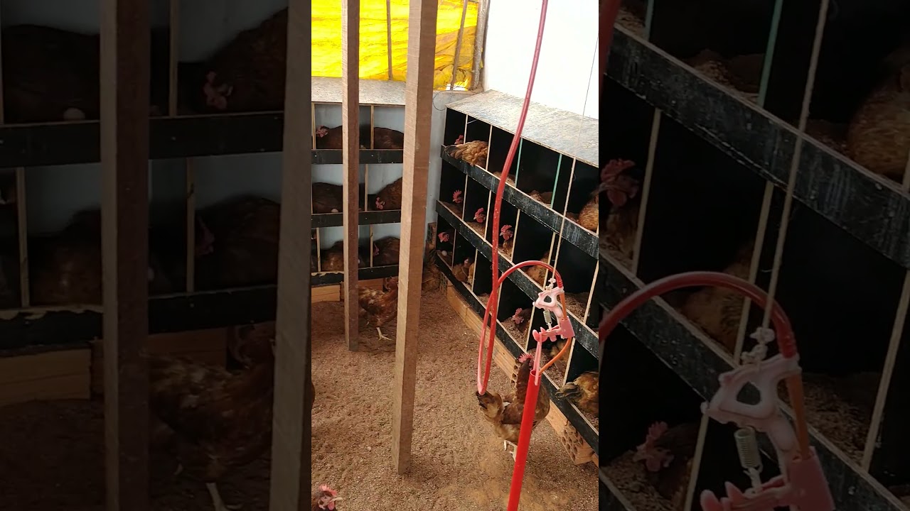 Embrapa 051 em processo de POSTURA sistema caipira AVES POEDEIRAS