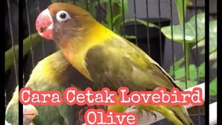 Cara Mencetak Lovebird Olive