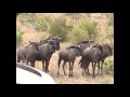 Leopard Blue wildebeest calf kill