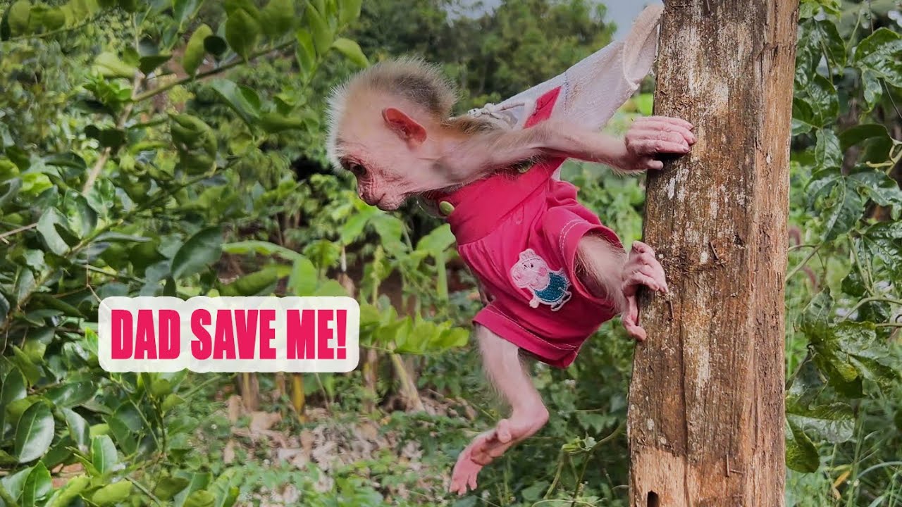 What happened to baby monkey Moon this past week?