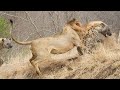 Lion attacks Hyena who wants to steal his food very hard, Wild Animals Attack