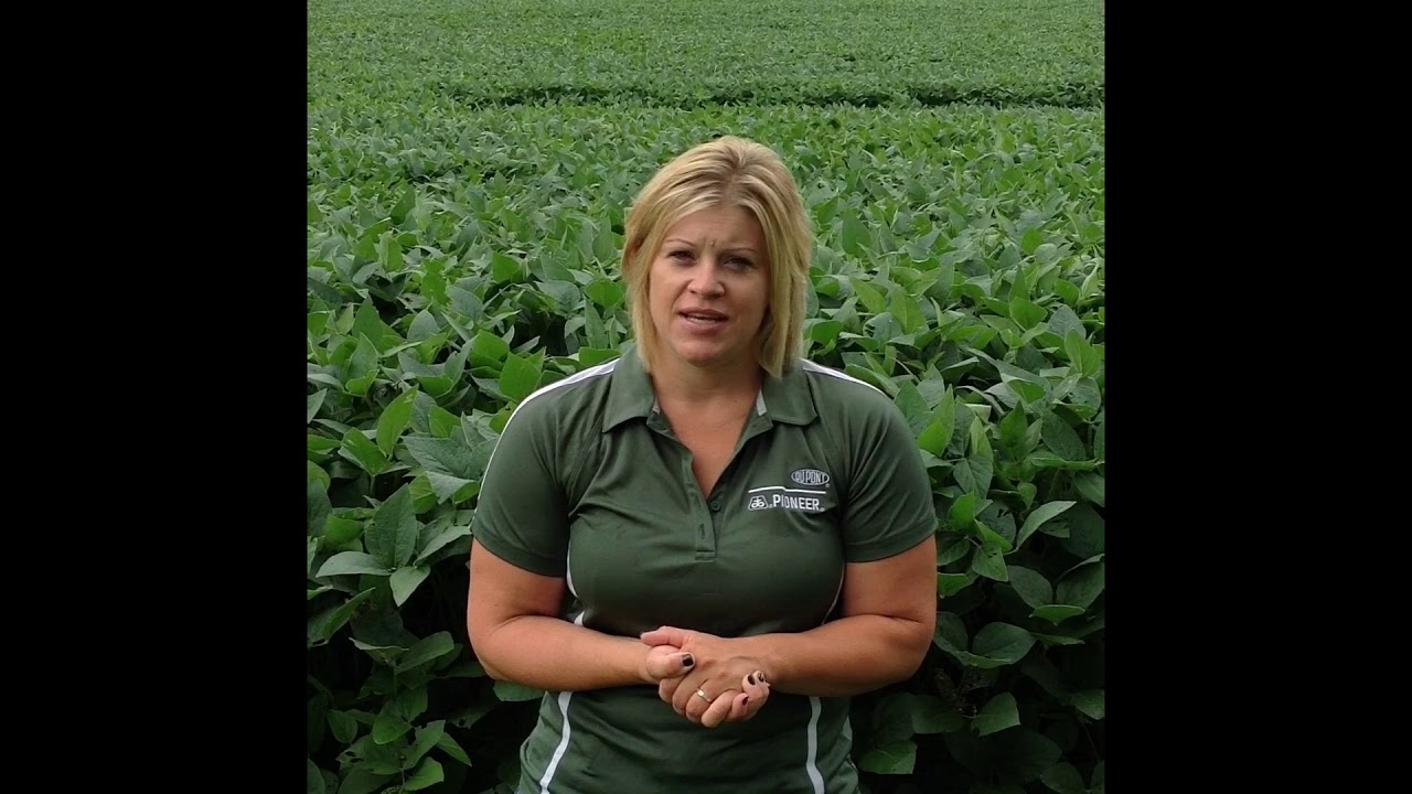 dupont pioneer brand p 1197 pennsylvania new jersey dupont pioneer