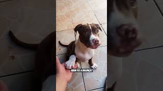#bagunça #arrumar #quem #AHelen#exatasmente #curta #pastoralemao #pitbull #comente #compartilhe