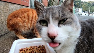 猫の集会所前でカリカリを貰って食べる野良猫達