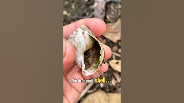 Snail shells #shorts #trending #viral