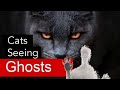 Cats seeing ghosts and spirits