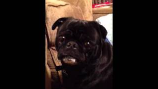 My retarded pug