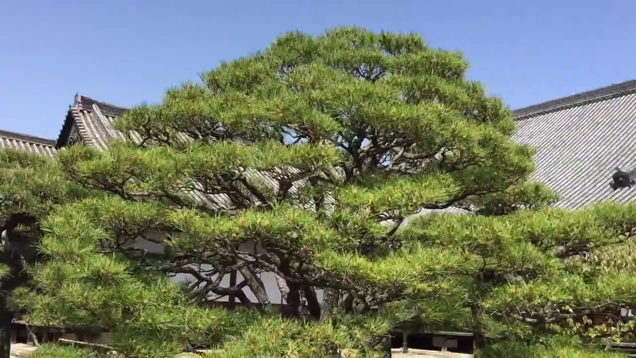 Nijō Castle, 二条城,  is a flatland castle in Kyoto, Japan. Tokugawa, Nijojo, Castle, Kyoto, Japan